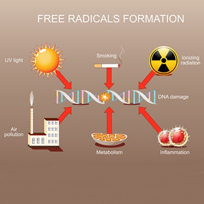 Free Radicals & Antioxidants: What Are They?